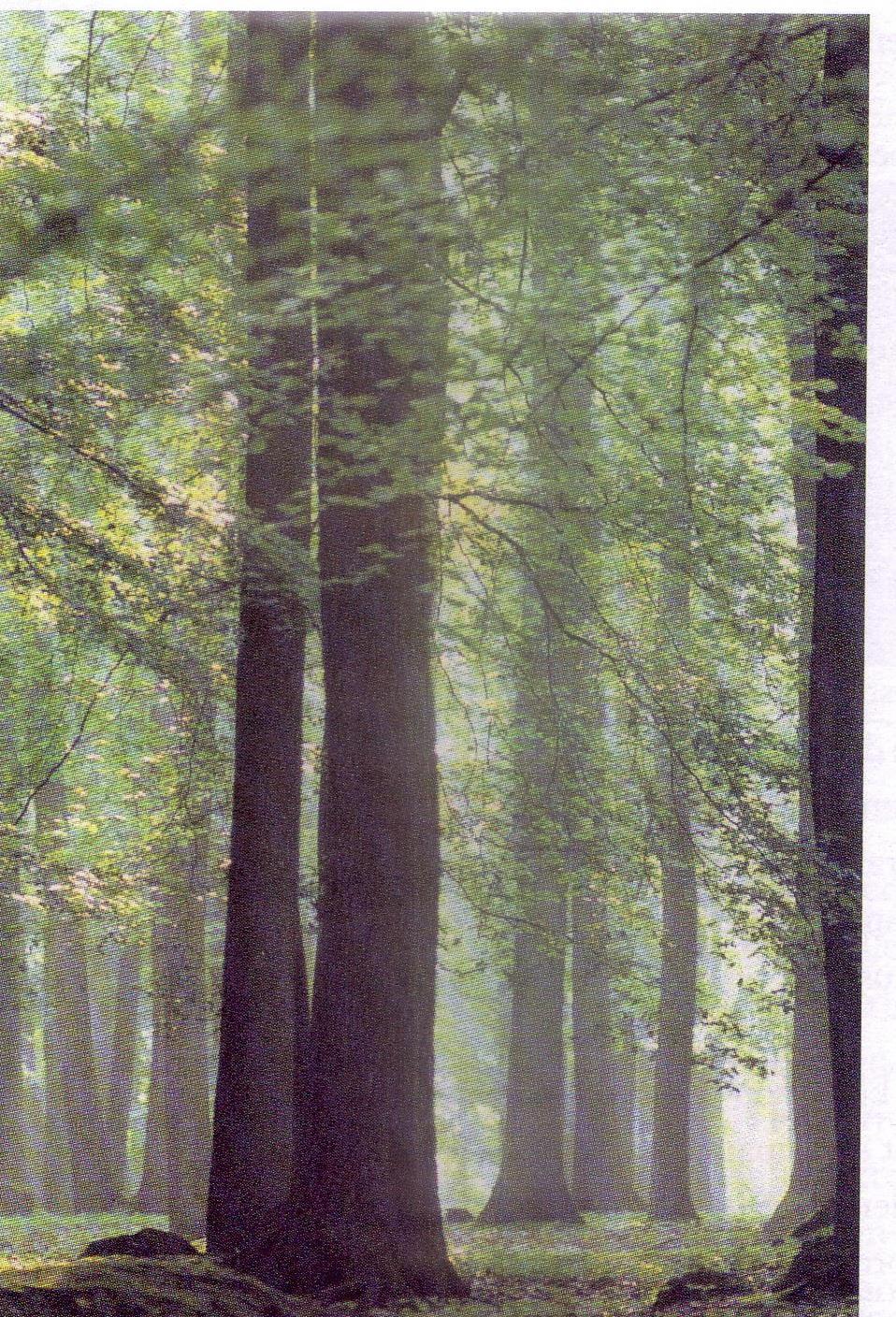 French oak; Quercus robur/pedoncule et quercus petraea/sessile Limousin Nevers Vosges Allier Troncais Quercus pedonculata: perfumes, colors, little finesse, aggressive on the palate, vanille