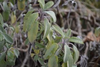 Sage Mix Fresh leaves of Golden and Purple Sage.