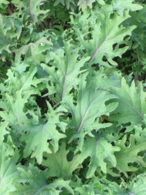 Red Russian Kale Stems are purple; leaves are flat, toothed, and dark green with