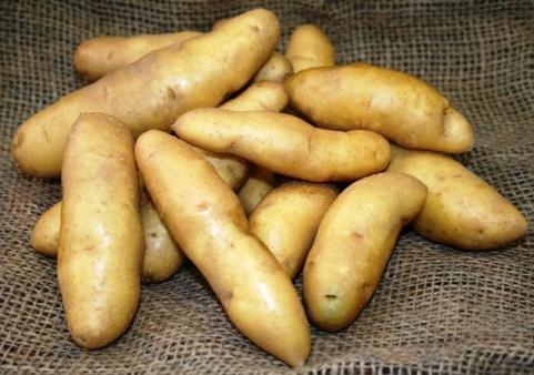 Russian Banana Fingerling Potatoes Harvested in 2012, these tender,