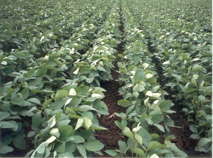 Soybean Production technology Prepared by
