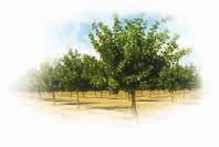 Pistachio trees are wind pollinated, as opposed to bee pollinated, and just one male tree is required to pollinate up to 40 female trees.