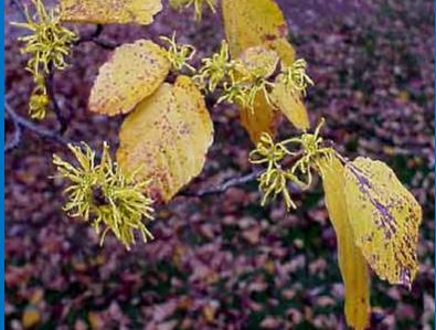 Common Witchhazel grows best in moist soils with a slightly acidic to neutral ph. It can be grown in either full sun or shade and has no serious insect or disease problems.