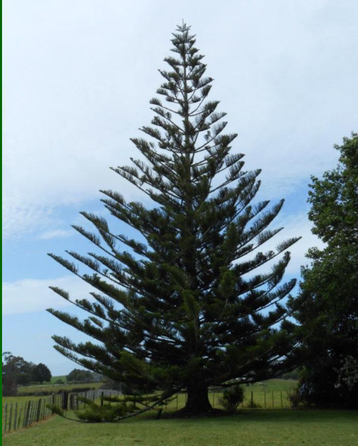 Norfolk Island Pine Trees If you ve ever gone to a garden center or the garden department of a big box store around the holidays, then you ve probably seen an adorable potted tree known as a Norfolk
