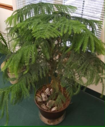 I myself kept a lovely Norfolk Island Pine Tree as my Christmas tree for two years before it made its home in the extension office conference room (photo 1).