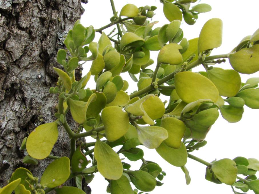 One of the many festive decorations inside our homes this holiday season is Mistletoe. But what exactly is Mistletoe?