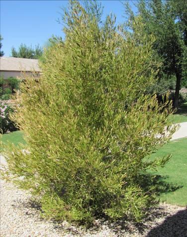 Dodonaea viscosa Hopseed Bush Form: Evergreen shrub or tree Size: Can grow 12-15 ft Leaves: Dark green, linear, glossy top Flowers: Small clusters, greenish-white blooms Stems/Trunks: Exposed trunk