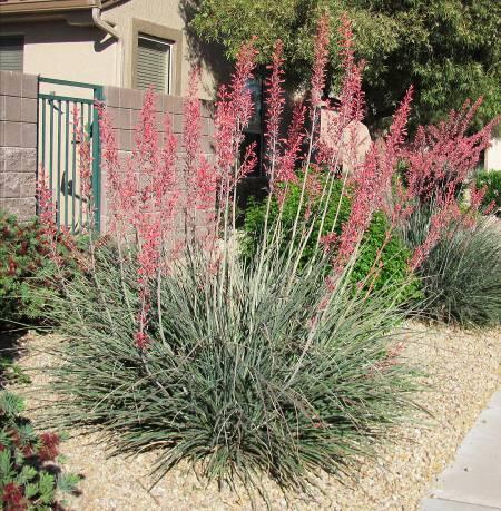 Hesperaloe parviflora Red Yucca Form: Evergreen, mounds of succulent leaves Size: Grows 2-3 feet. Spreads to 4 feet Leaves: Rolled grass-like, arching.