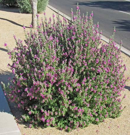 Leucophyllum frutescens Green Cloud Sage Form: Evergreen rounded shrub Size: Grows 4-8ft, spreads tp 3/4 height or equal Leaves: Simple, furry, blue-grey Flowers: Small, lavender to purple, blooms in