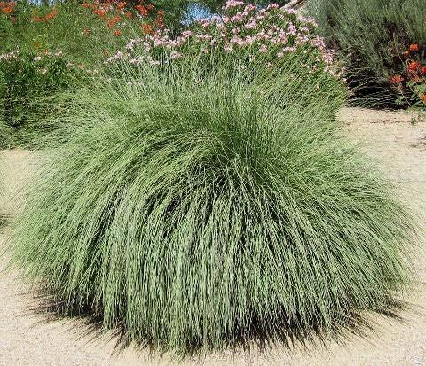 Muhlenbergia rigens Deer Grass Form: Evergreen mounding grass Size: Grows to 4 ft.