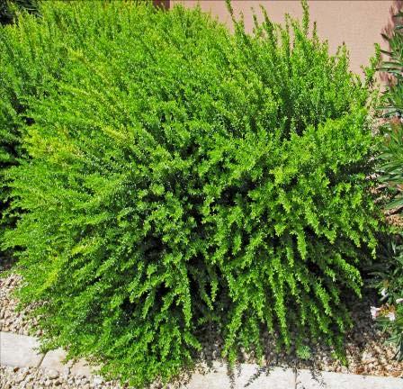 Myrtus communis Dwarf Myrtle (compacta) Form: Evergreen, dense, rounded shrub Size: Grows 5-8 ft; spread 4-6ft Leaves: Dark green, oval to 2 ; aromatic Flowers: small (to 3/4 ) white; blooms early