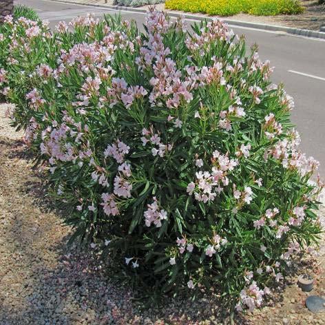 Nerium oleander Oleander (Petite Pink) Form: Evergreen large shrub, trainable to tree Size: Heights from 3-20 ft; spread 3-12 ft.