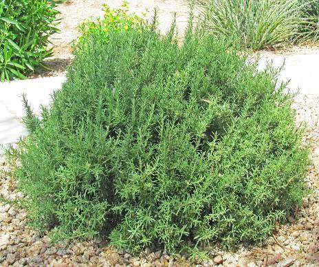 Rosmarinus officinali Prostrate Rosemary (Culinary type) Form: Evergreen, mounding medium to high shrub Size: 2-3 ft., spreads to 8 feet Leaves: needle-like, 1/2 to 1.