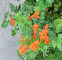 red-orange flowers; 2 long; bloom Nov. to Jan.