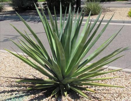 Agave Americana Agave Form: Evergreen, thick, massive succulent with pointed leaves Size: Grows 5-7 ft., can spread to 8-12ft.