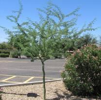 Parkinsonia florida YOUNG Blue Palo Verde Form: Deciduous, low multi-stemmed tree, rounded crown Size: 15-30ft with equal spread; growth rate varies with watering