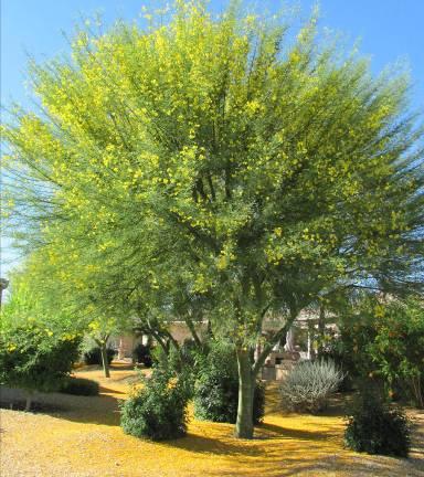Parkinsonia praecox Palo Brea Form: Deciduous, arching growth with spines Size:, 20 to 40 feet tall,20 feet wide Leaves: Bipinnate Flowers: Yellow flowers in the spring.