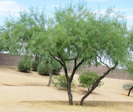 Prosopis velutina Arizona Velvet Mesquite Form: Deciduous, low-branched, broad spreading tree, sometimes a large shrub Size: 30ft with equal spread Leaves: bipinnately compound in pairs (two sets of