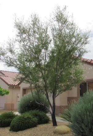 Chilopsis linearis Desert Willow Form: Deciduous, multistemmed tree with graceful appearance; can be trained to single trunk Size: : 6-30ft with equal