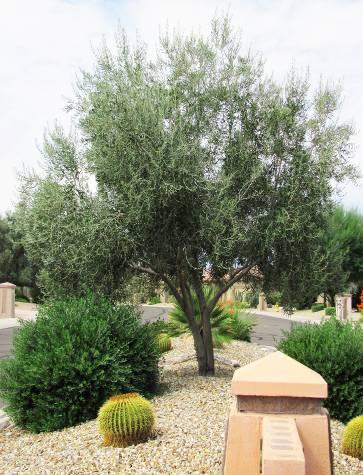 Olea europaea Swan Hill Olive Form: Evergreen, single or multi-stemmed tree or large shrub Size: 20-30ft with equal or slightly less spread Leaves: lancolate, narrow, opposite, to 3in long, stiff,