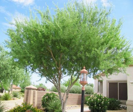 Olneya tesota Desert Ironwood Form: Evergreen, single or multi stemmed tree, or large shrub Size: 15-30ft, spread 15-25ft; slow growth rate Leaves: pinnately compound, oval leaflets; gray-green and