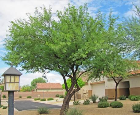 Prosopis Chilensis Chilean Mesquite Form: broad tree; foliage has open appearance Seasonality: semi-evergreen; may hold leaves in warmer winters or drop suddenly in spring Size: 30ft with equal