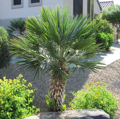 Chamaerops humilis Mediterranean Fan Palm Form: Evergreen, multiple or single stemmed fan palm; suckers form clumps of 8-10 trunks Size: : 5-15ft, spread (crown) 5-20ft; very slow growth rate Leaves: