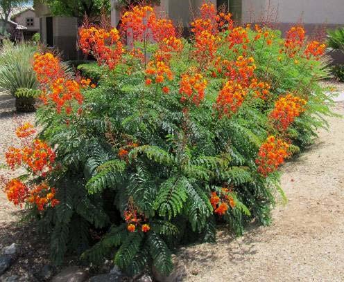 Caesalpinia pulcherrima Red Bird of Paradise Form: Informal, vase-shaped, multistemmed shrub Size: Range 3-10 ft. with equal spread Leaves: Fern-like, many ¾ in.