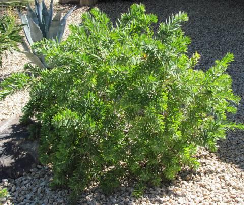 Callistemon viminalis Little John (Bottle Brush) Form: Evergreen, single, weeping form Size: Can grow to 15-20 ft.