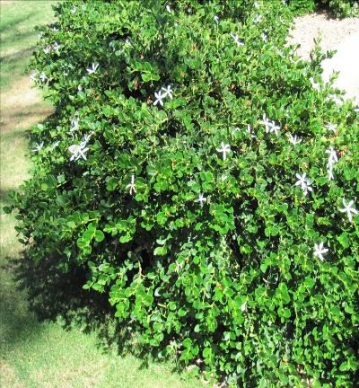 Carissa macrocarpa Boxwood Beauty (Natal Plum) Form: Evergreen shrub with mounded shape Size: Grows 2 to 7 ft. tall; 7-10 ft.