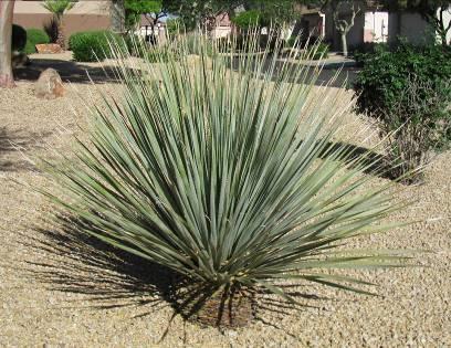 Dasylirion wheeleri Desert Spoon Form: Evergreen, grass-like clump of silver-green points Size: Grows to 6ft.