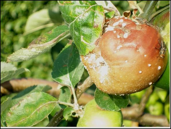 Botrytis Fruit Rot ( (Botrytis cinerea) Field Performance In pears, dicarboximide resistance is rare and rot control with the post-harvest drench is still adequate.