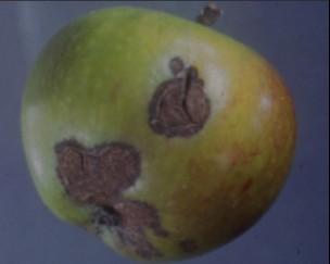 Disease profiles Apple Scab ( (Venturia inaequalis) Apple scab is common and potentially a very damaging disease.