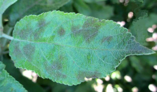 Resistance to MBC fungicides was encountered soon after they were first marketed and these fungicides are no longer approved for use on top fruit.