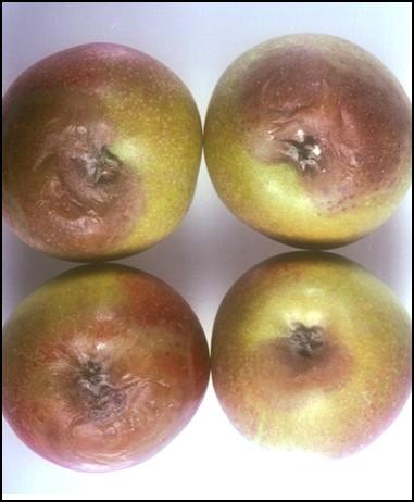 for management and control of collar rot and crown rot can be found in the Apple Best Practice Guide. Control of crown rot by copper oxychloride remains partially effective.