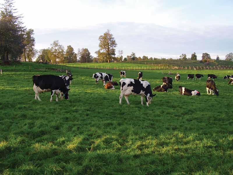 Raw Material HIGHLY QUALIFIED & ENVIRONMENTALLY FRIENDLY Cow milk and other key dairy ingredients are mainly from the local milk farms We source high-quality milk The ingredients we use are mainly of