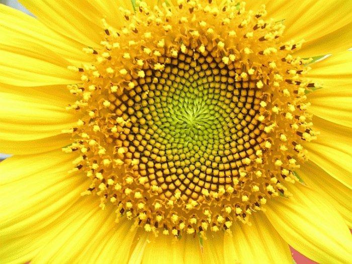 Sunflower, Spirals