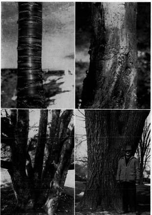 ~-~_ - ----- PLATE XI (Upper left) Prunus serrula. (Upper right) Acer triflorum-threeflower Maple.