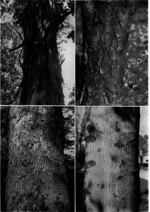 PLATE XVI (Upper left) Carya ovata-shagbark hickory.