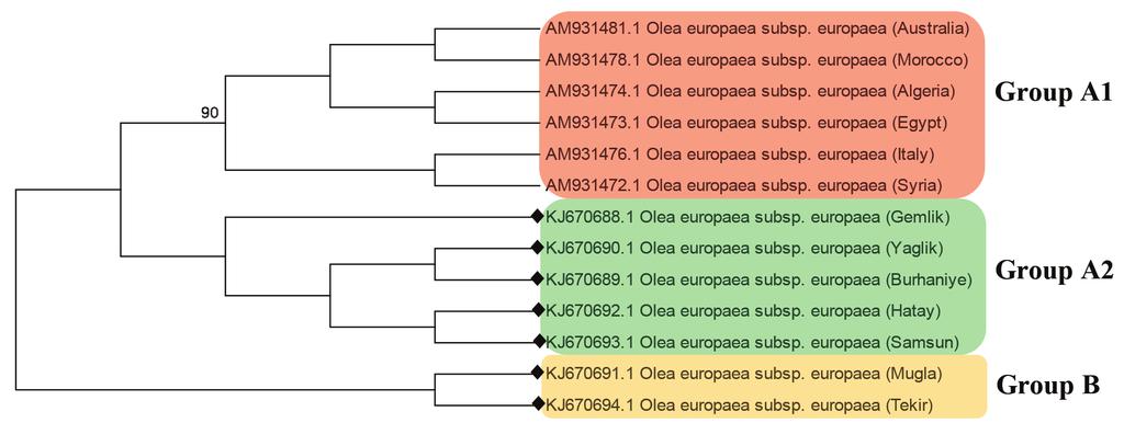 Phylogenetic analysis of trnl-f genes In addition to seven Turkish cultivars, 25 additional trnl-f sequences from various Olea species were obtained from NCBI.