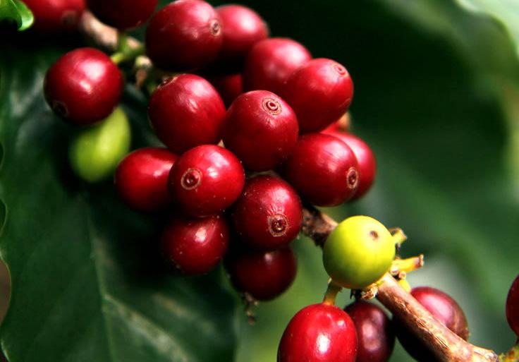 As members of the Coffee Network, which pertains to the Latin American and Caribbean Network of Fair Trade Small Producers and Workers (CLAC), we are very concerned about current coffee prices, and