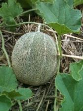 Rocky Ford Melon: (1881) Also called Eden Gem; probably one of the oldest green-fleshed muskmelons. Rocky Ford has a delicious sweet flavor and a spicy aroma; produces early and heavy yields.