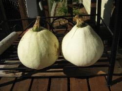 GP-307 Fortna White Pumpkin: (pre 1900) From the Fortna family in Adams and Franklin counties in Pennsylvania, this unusual pearshaped pumpkin is white-skinned with creamy yellow flesh; good in pies