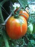 Tomatoes Heirloom tomatoes are generally indeterminate, bearing fruit over a long period.