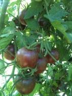 VG-157 Black Brandywine Tomato: One of the most interesting varieties that we offer, the exterior has a deep reddish-purple color and