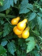 Yellow Pear Tomato: (Before 1805) Small, 1 ½ pear-shaped fruit, lemon-yellow color. Mild flavor; salad or snacking tomato.