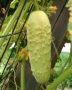 White Cucumber: Creamy white variety; sweet and aromatic.
