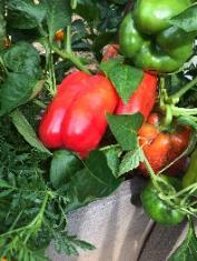 Bull Nose Pepper: Blocky, sweet green pepper matures to red. Sturdy plants produce a large crop of thick-walled fruit.