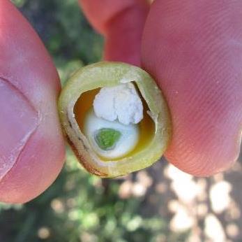 Pistachio trees are sensitive to water stress during the nut fill period (from late December to harvest).