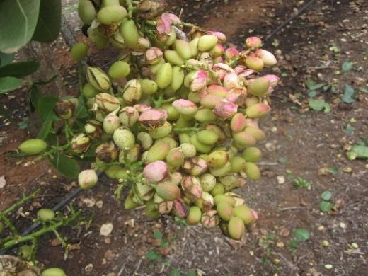For most efficient use of harvest machinery, it is important to be able to determine when pistachio fruit are mature and ready for harvest.